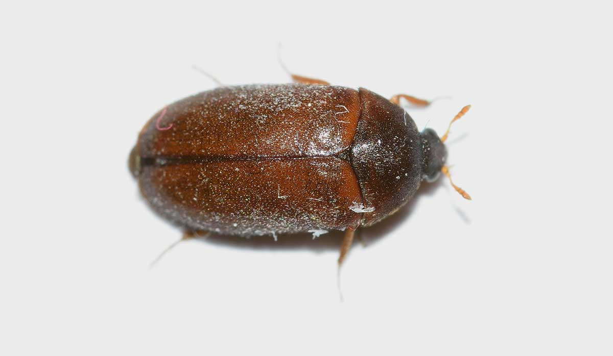 Dermestidae: Attagenus sp.