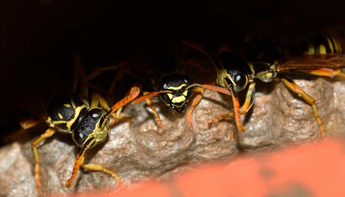 Quale Polistes? Polistes cf. nympha