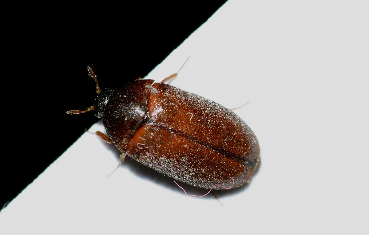 Dermestidae: Attagenus sp.