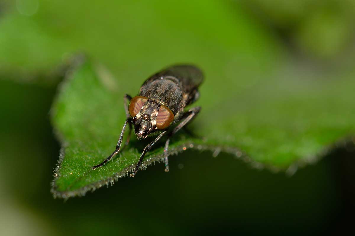 Femmina di Stomorinha lunata (Calliphoridae)