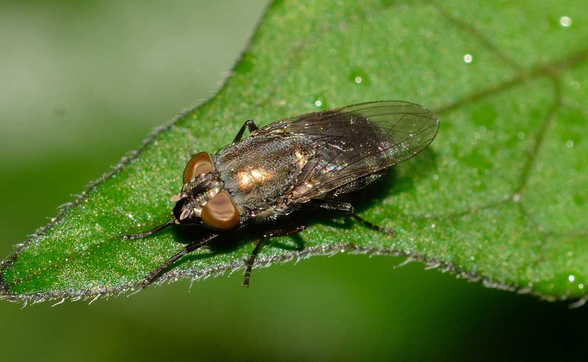 Femmina di Stomorinha lunata (Calliphoridae)