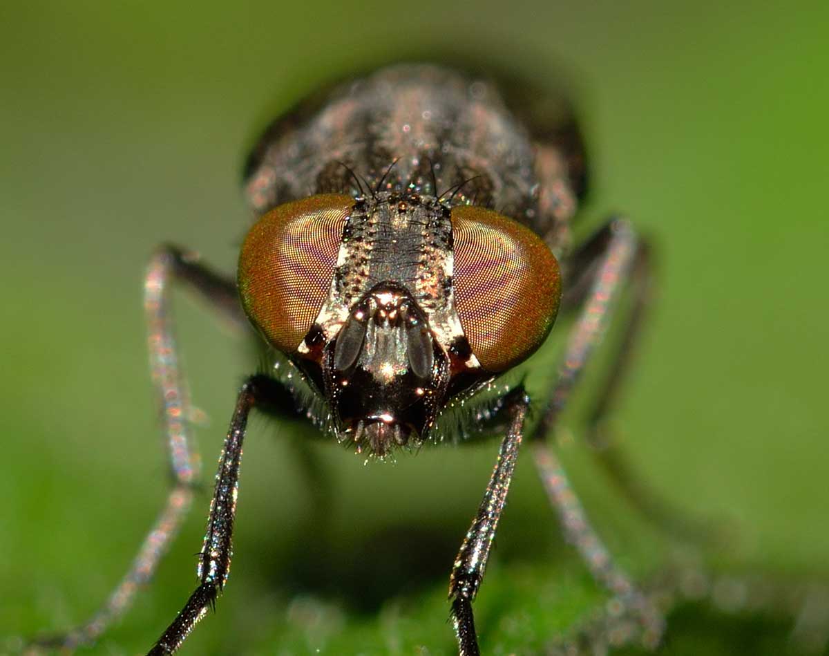 Femmina di Stomorinha lunata (Calliphoridae)