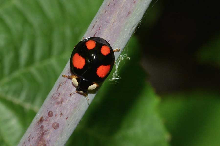 Harmonia axyridis
