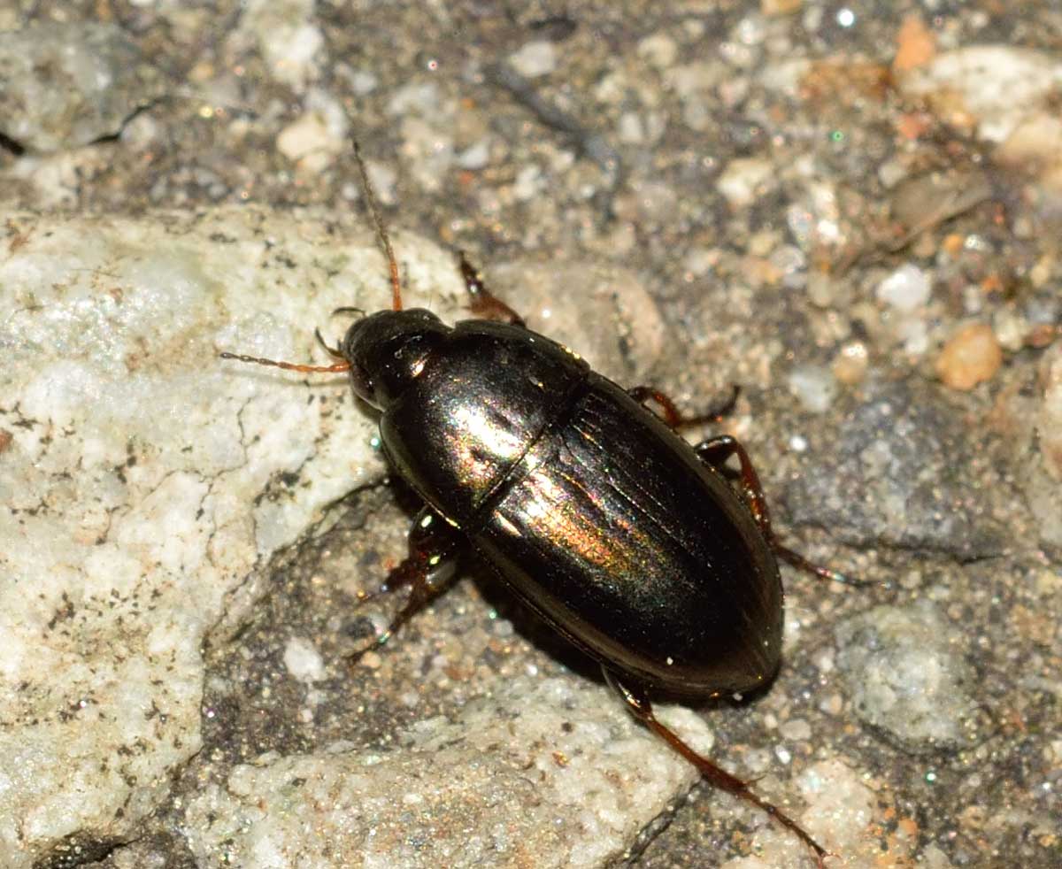 Amara aenea, Carabidae