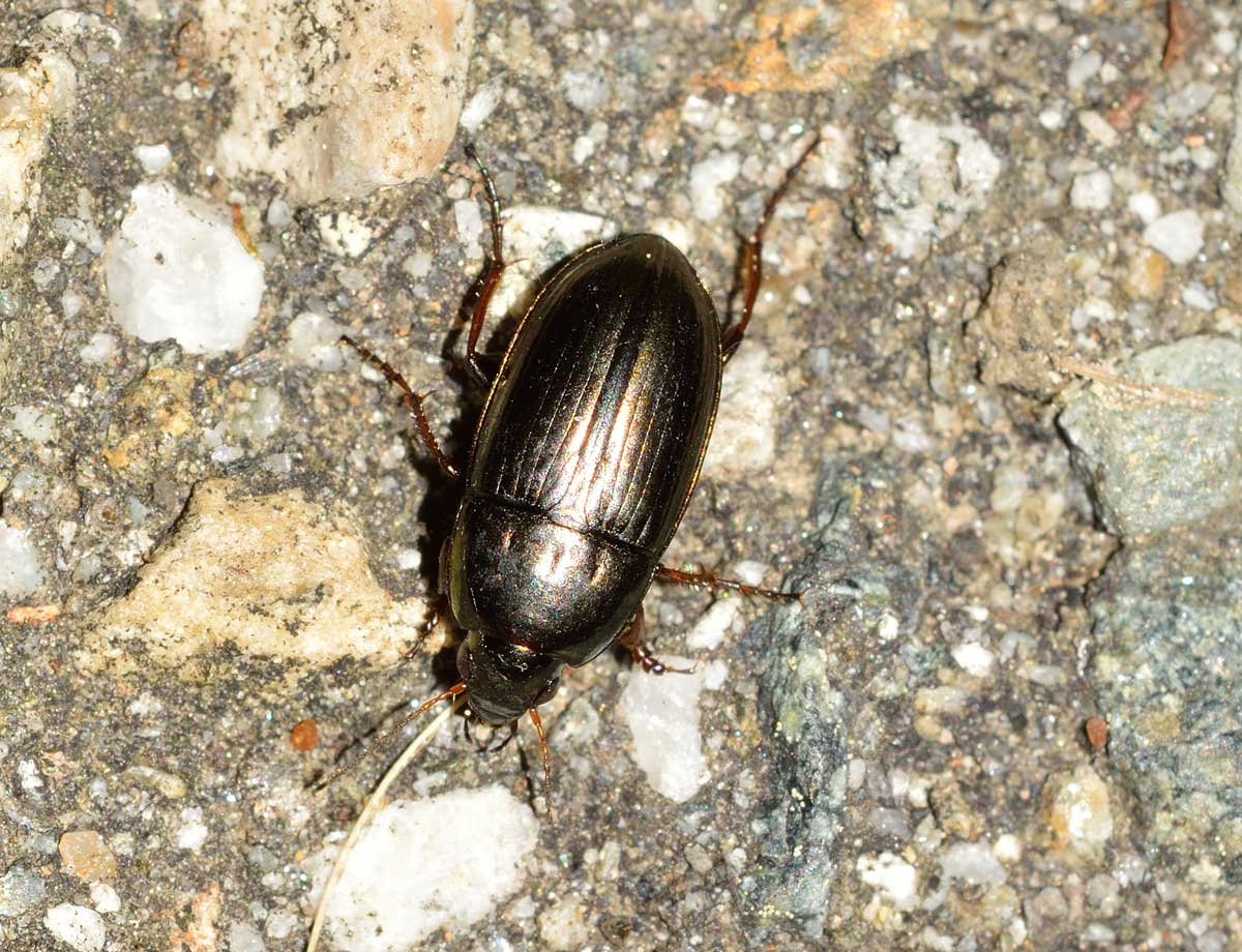 Amara aenea, Carabidae
