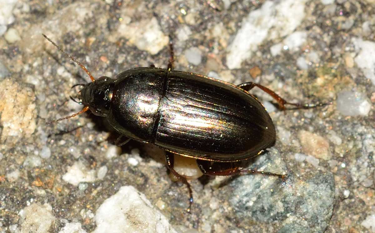 Amara aenea, Carabidae