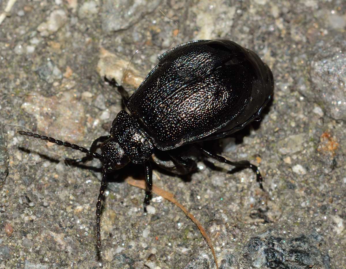 Galeruca tanaceti, Chrysomelidae