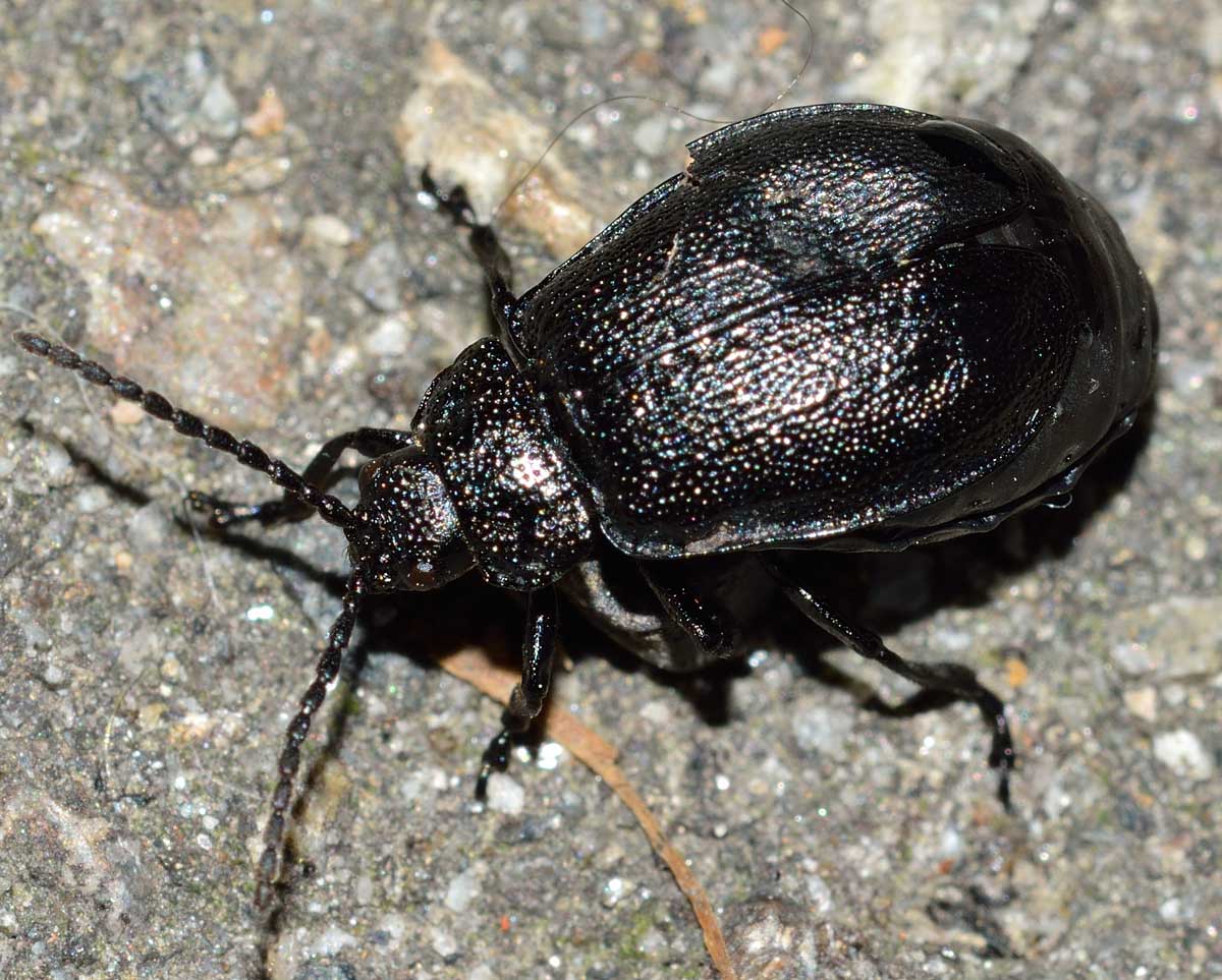 Galeruca tanaceti, Chrysomelidae