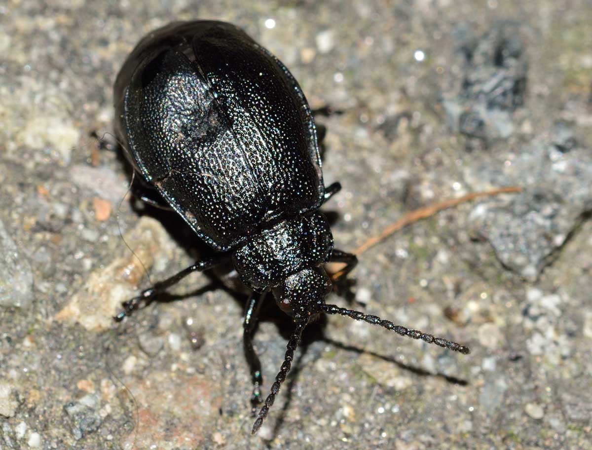Galeruca tanaceti, Chrysomelidae
