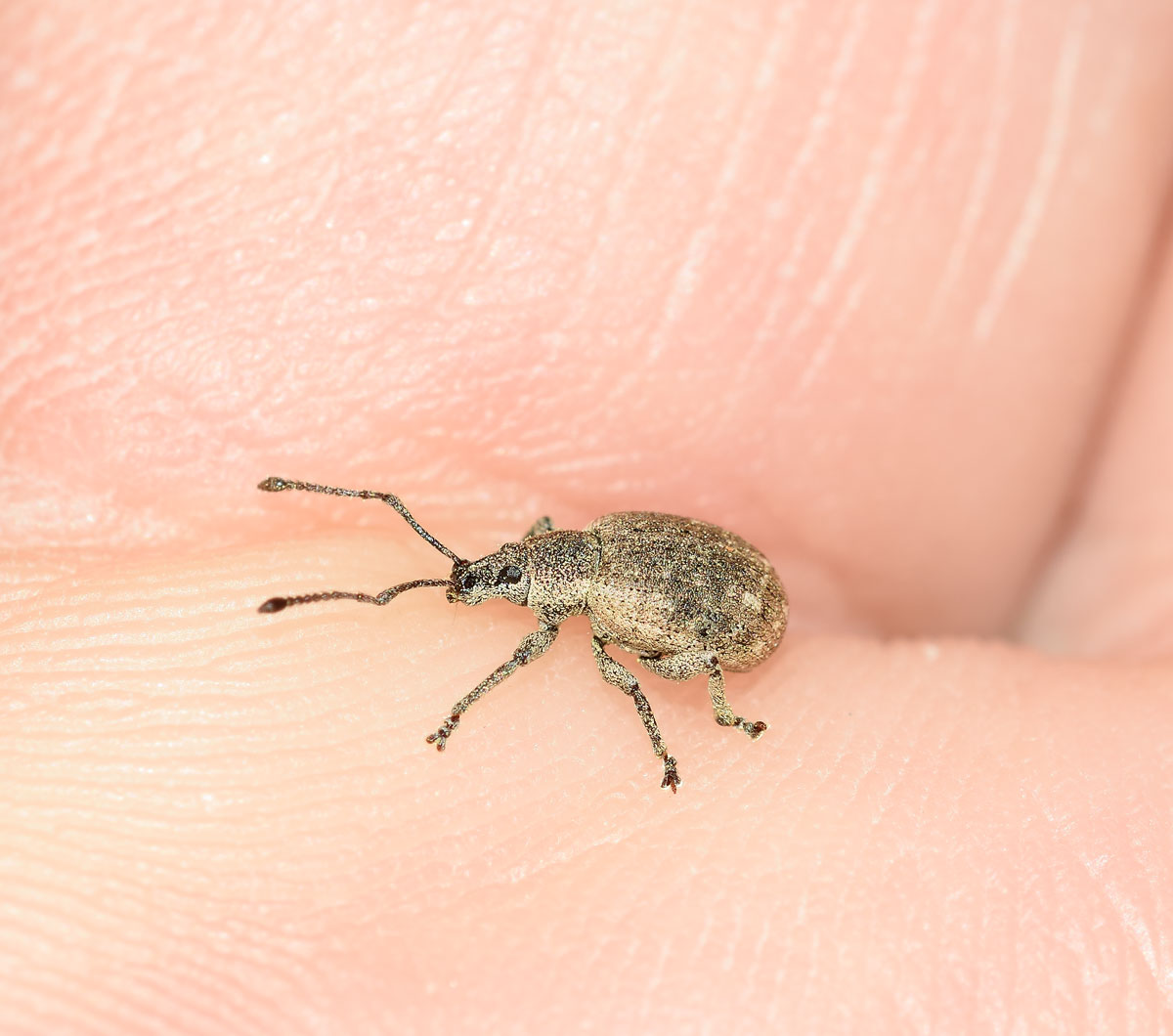 Curculionidae: Lepretius noxius