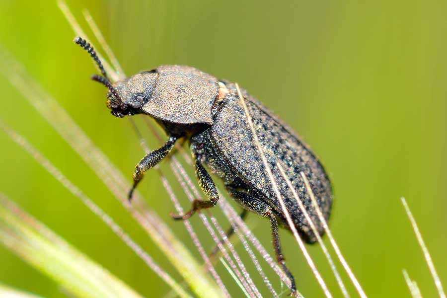 Gonocephalum sp. (Tenebrionidae, Opatrinae)