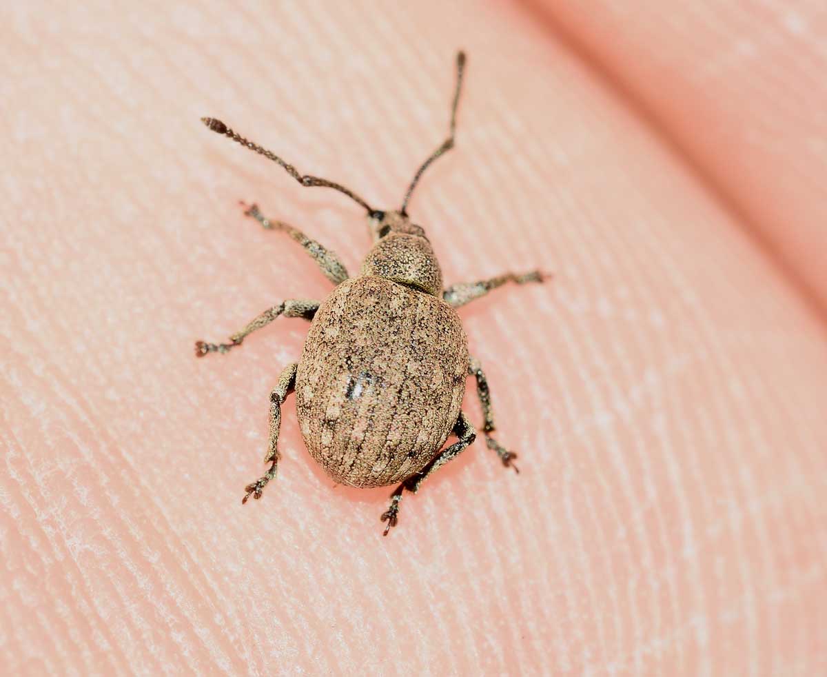 Curculionidae: Lepretius noxius