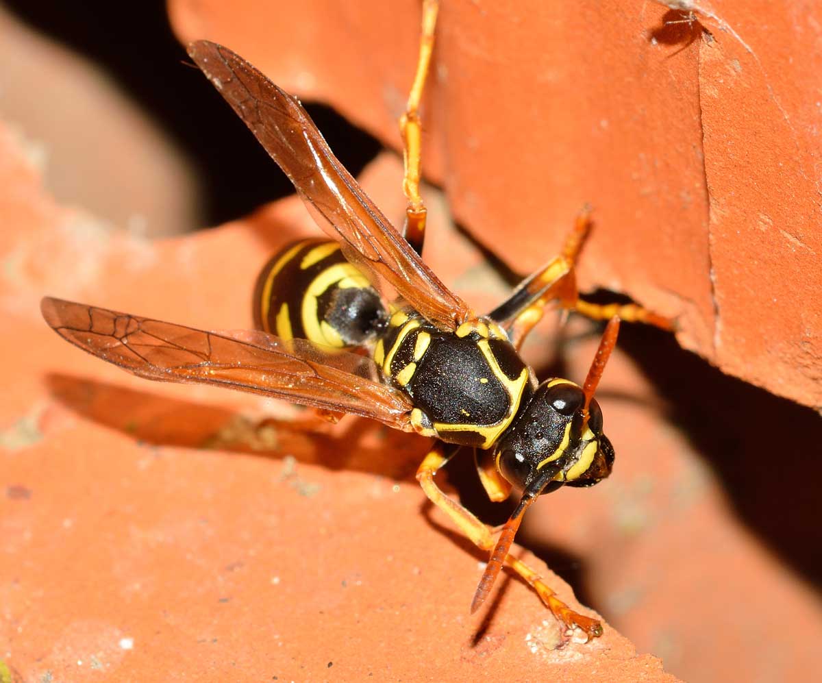 Quale Polistes? Polistes cf. nympha