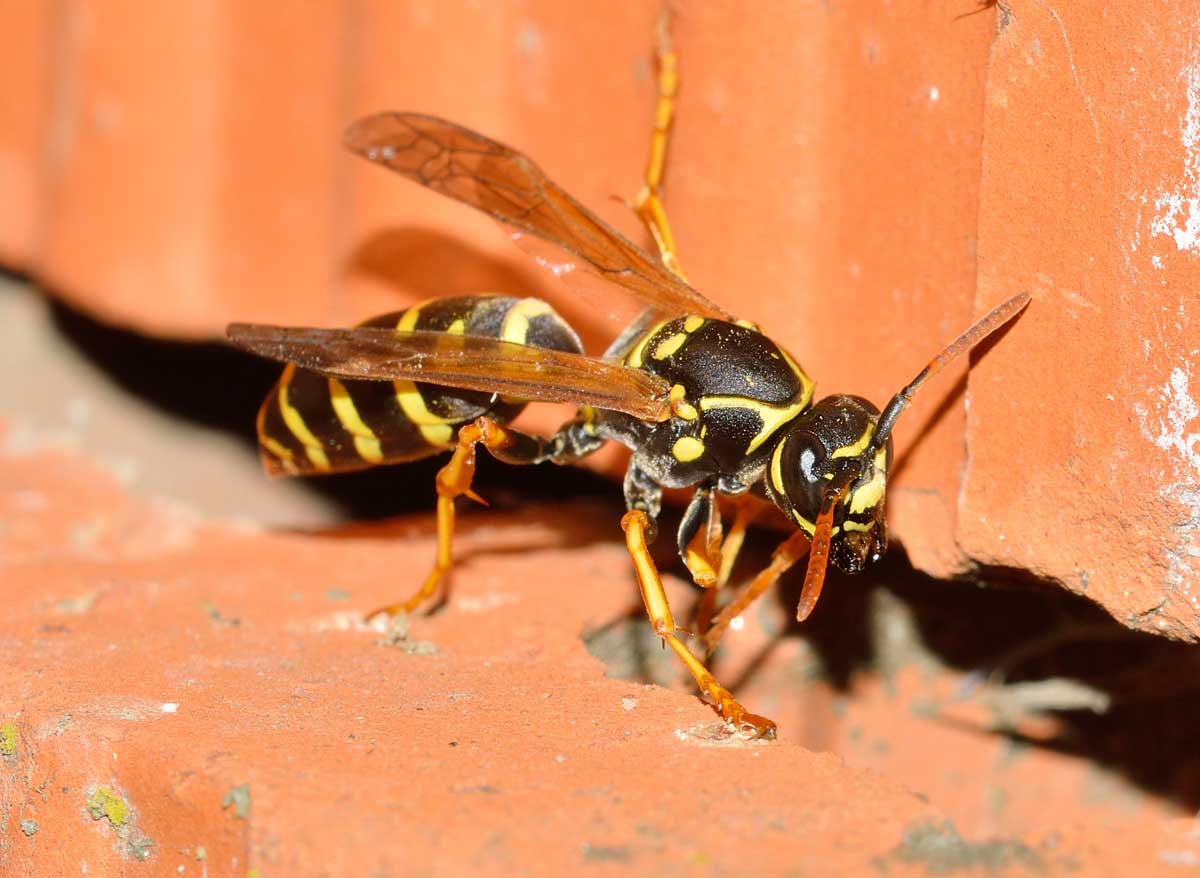 Quale Polistes? Polistes cf. nympha