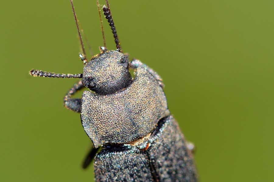 Gonocephalum sp. (Tenebrionidae, Opatrinae)