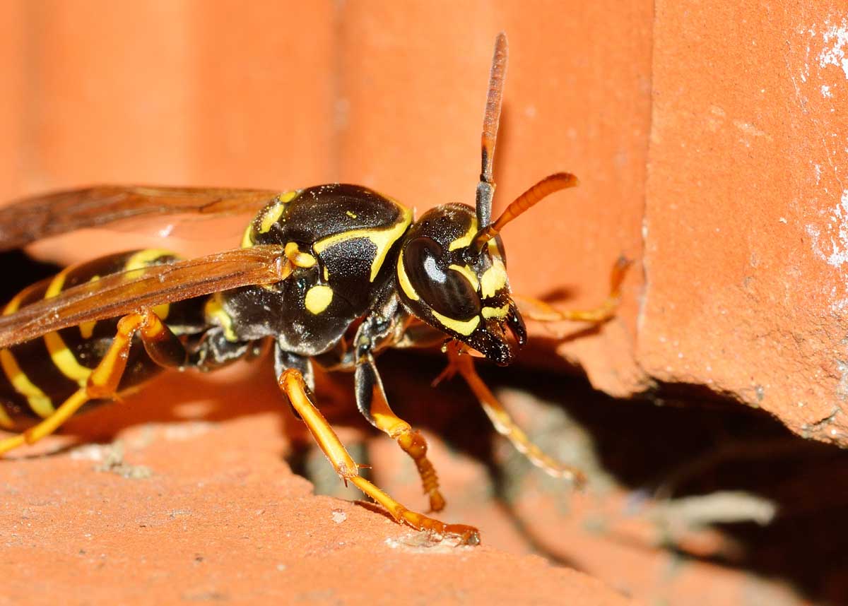 Quale Polistes? Polistes cf. nympha
