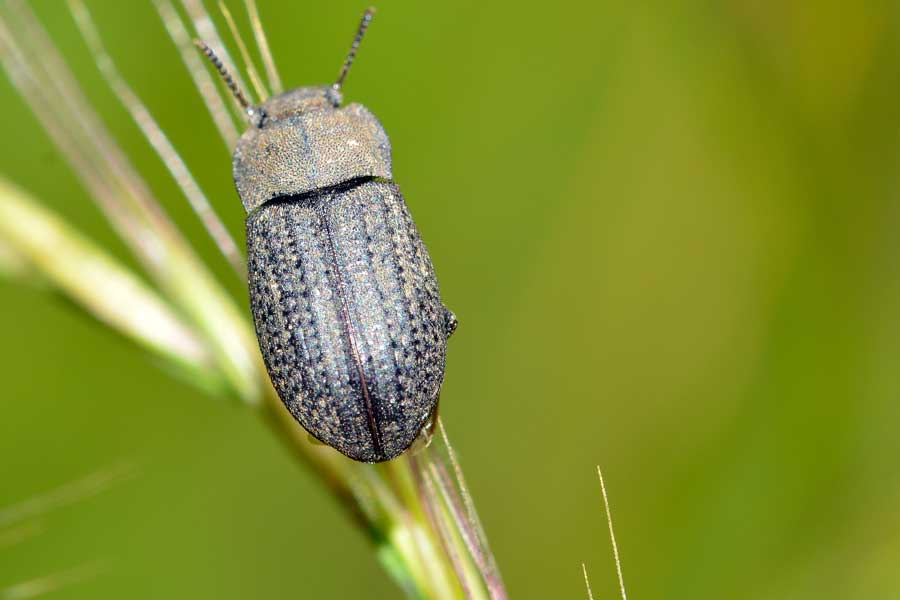 Gonocephalum sp. (Tenebrionidae, Opatrinae)