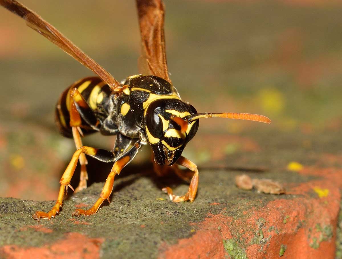 Quale Polistes? Polistes cf. nympha
