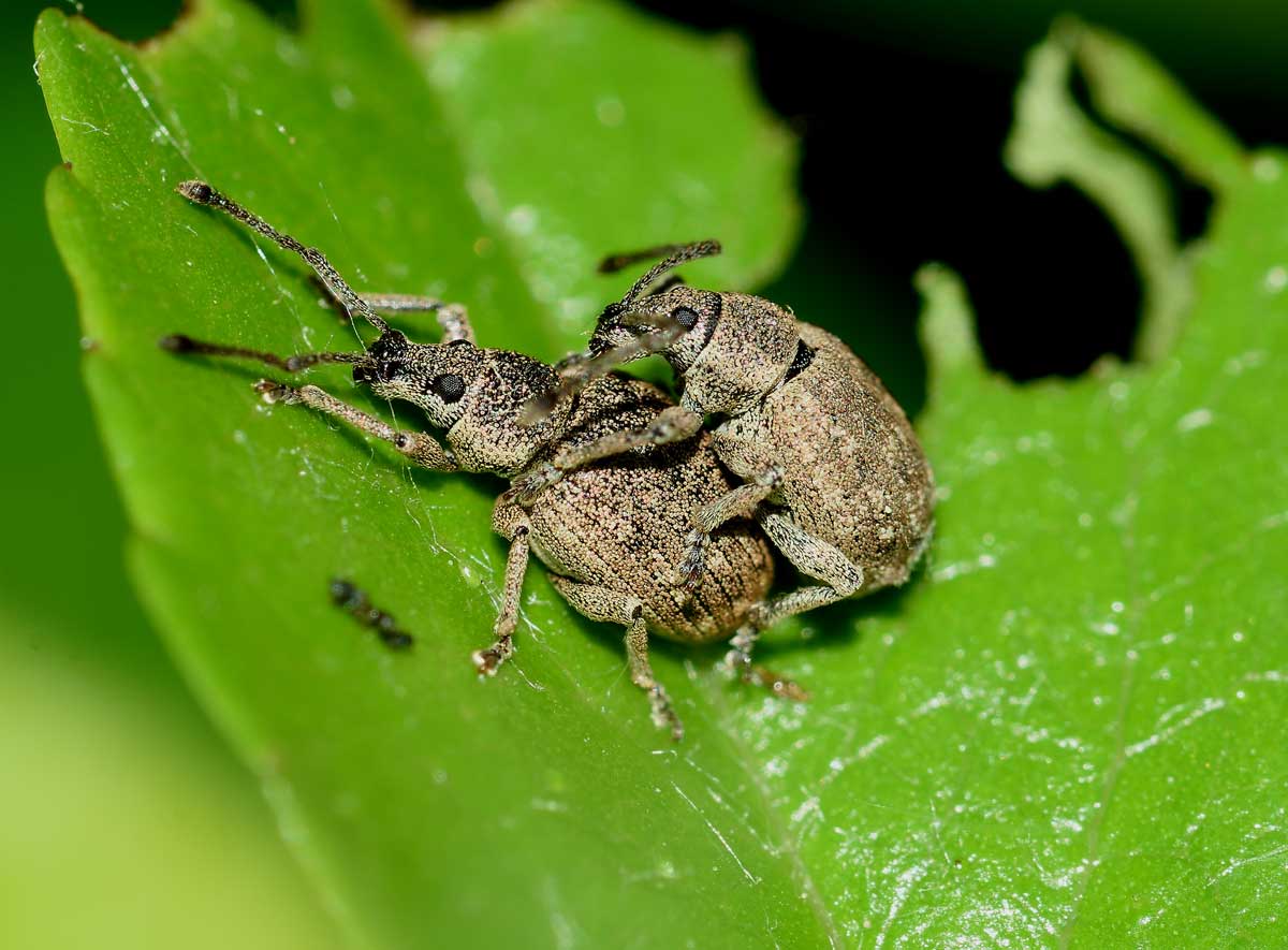 Curculionidae: Lepretius noxius