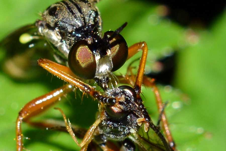 Dioctria sp.(Asilidae)