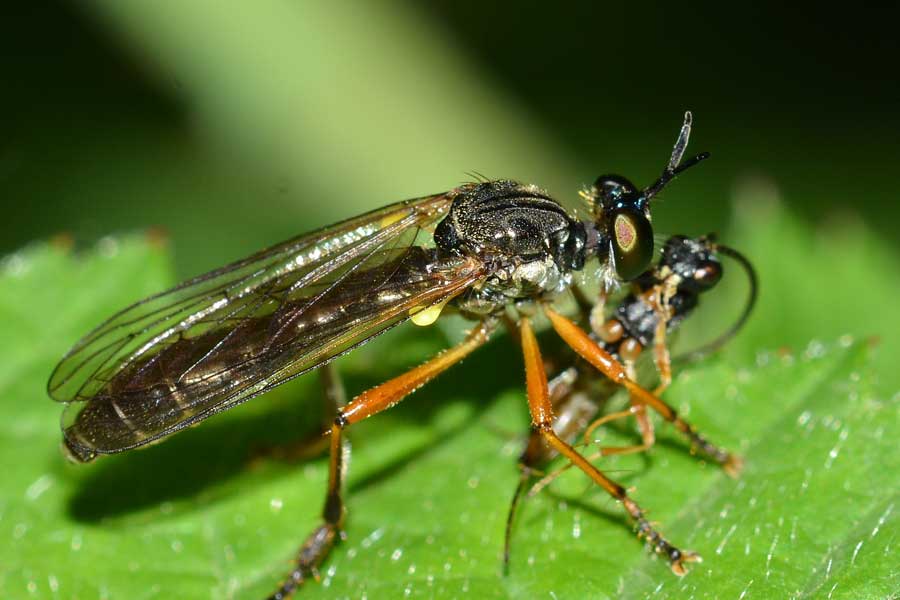 Dioctria sp.(Asilidae)