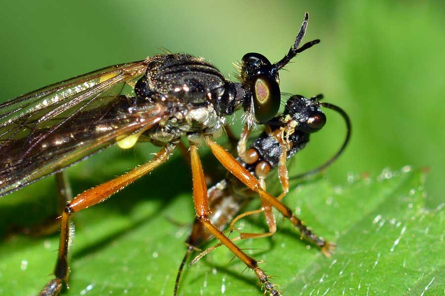 Dioctria sp.(Asilidae)