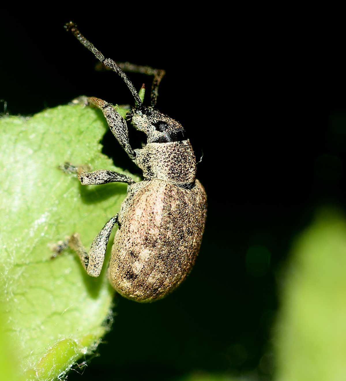 Curculionidae: Lepretius noxius
