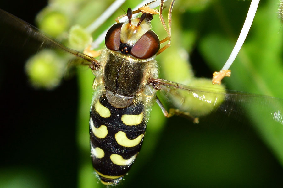 Femmina di Scaeva selenitica (Syrphidae)