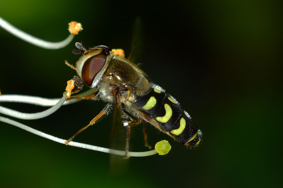 Femmina di Scaeva selenitica (Syrphidae)