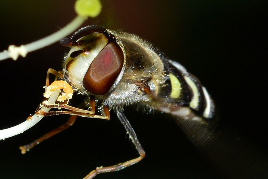 Femmina di Scaeva selenitica (Syrphidae)
