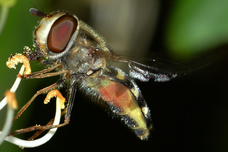 Femmina di Scaeva selenitica (Syrphidae)
