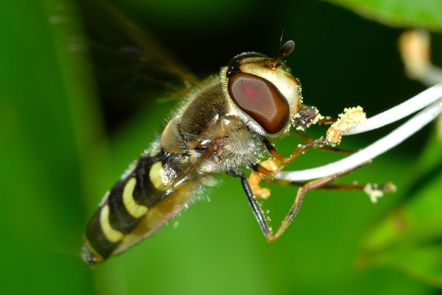 Femmina di Scaeva selenitica (Syrphidae)
