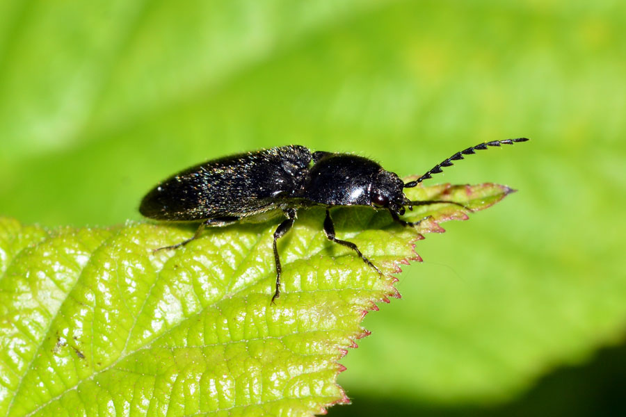Da identificare: Hemicrepidius hirtus (Elateridae)