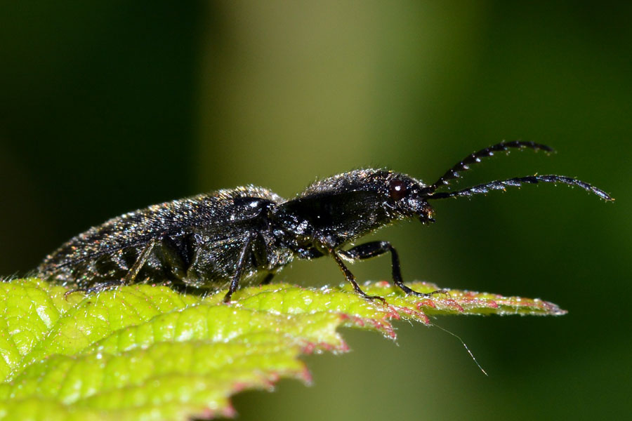 Da identificare: Hemicrepidius hirtus (Elateridae)