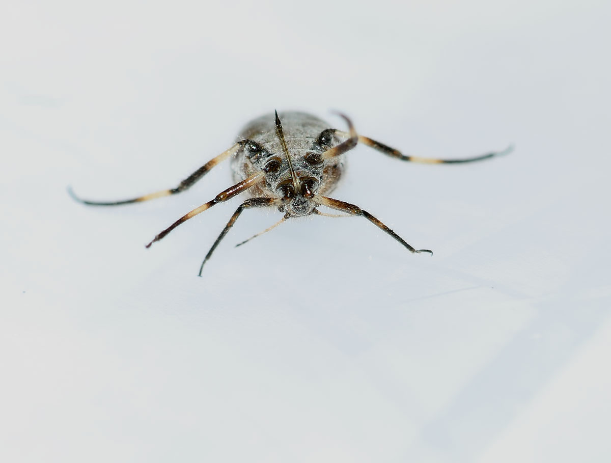 Tuberolachnus salignus (Aphididae)