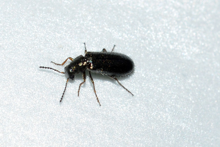 Da identificare - Dasytes sp. (Dasytidae)