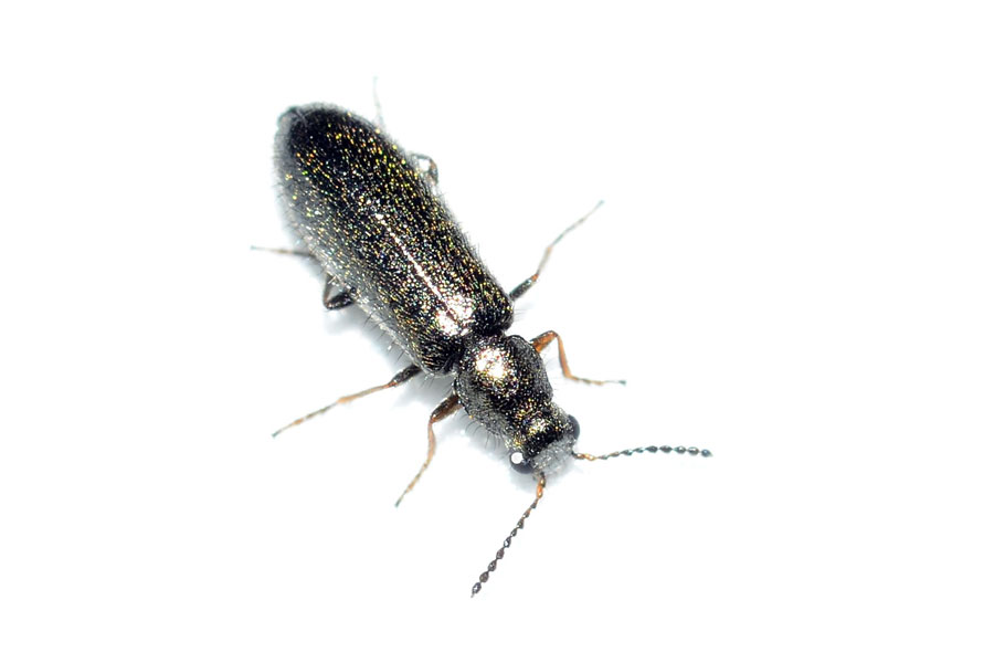 Da identificare - Dasytes sp. (Dasytidae)