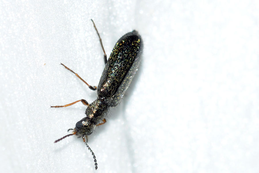 Da identificare - Dasytes sp. (Dasytidae)