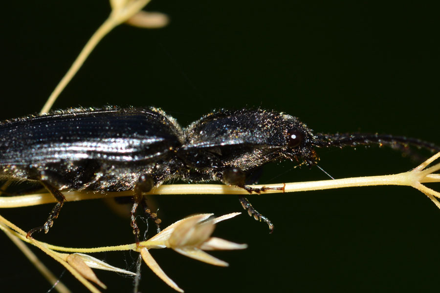 Da identificare: Hemicrepidius hirtus (Elateridae)