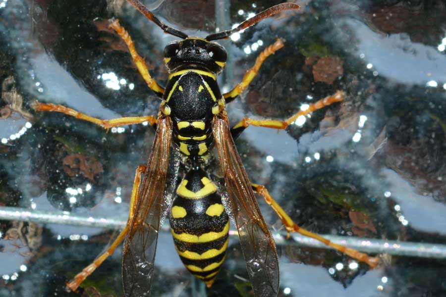 Polistes cfr nimpha