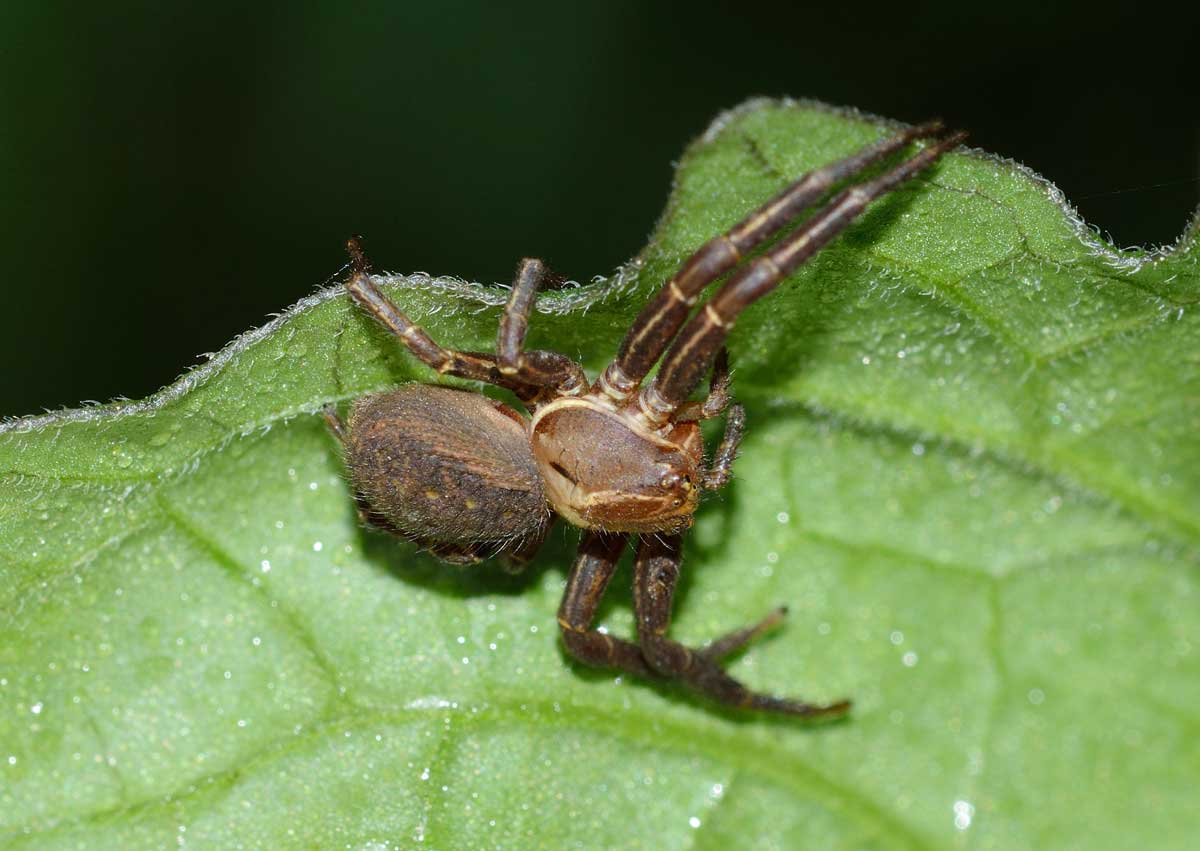 Xysticus sp. - Novara (NO)