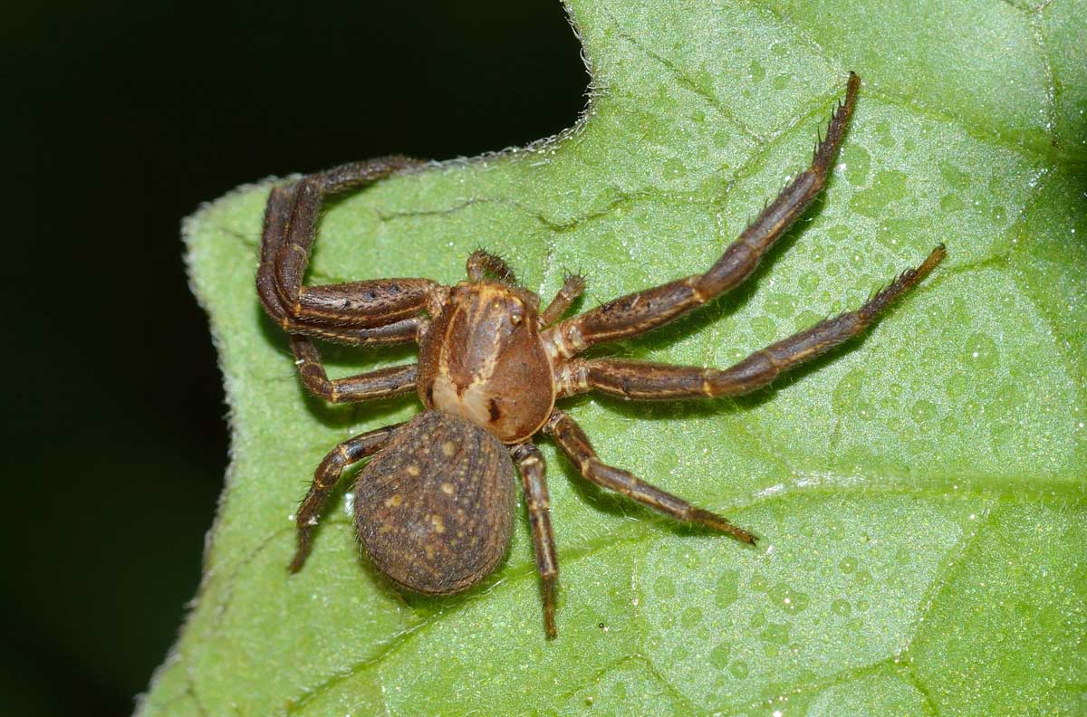 Xysticus sp. - Novara (NO)