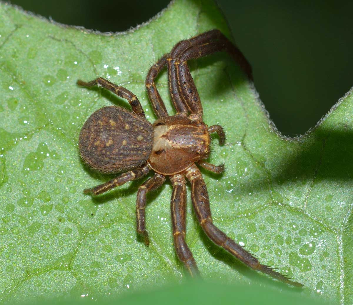 Xysticus sp. - Novara (NO)