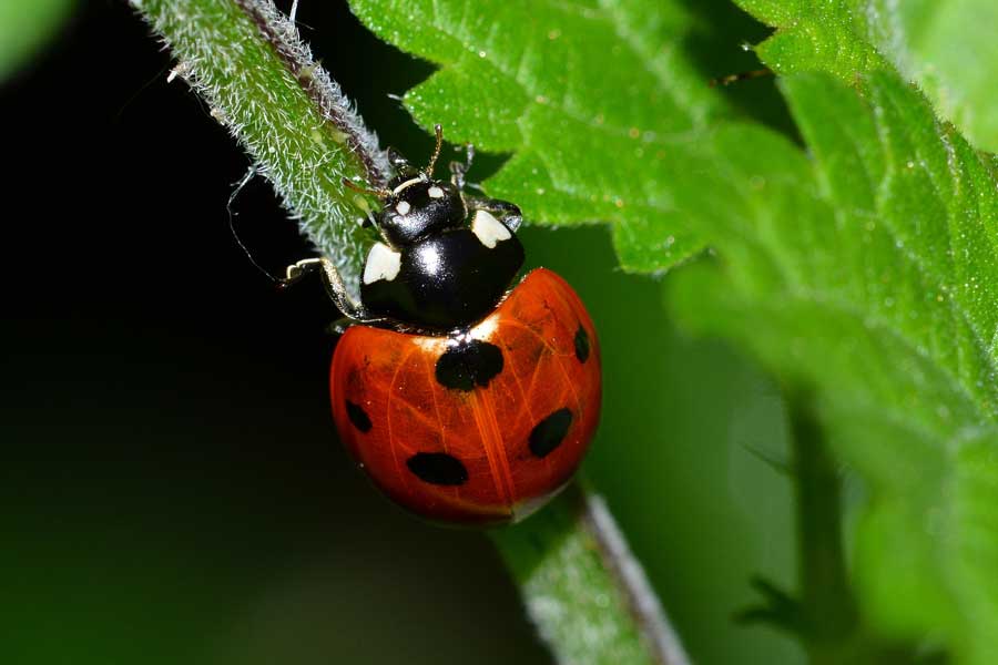 Coccinella septempunctata
