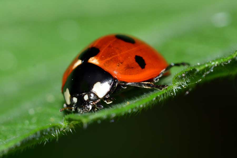Coccinella septempunctata
