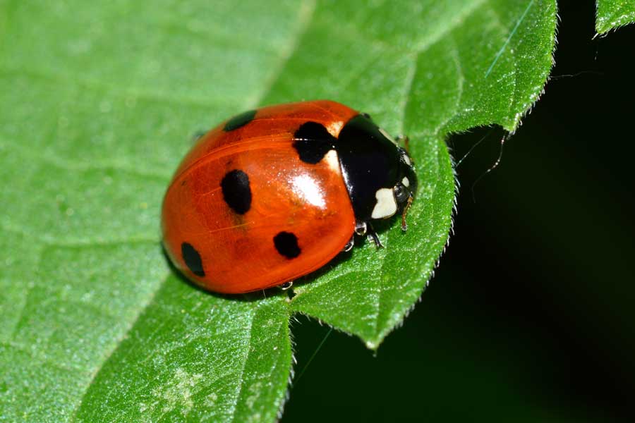 Coccinella septempunctata