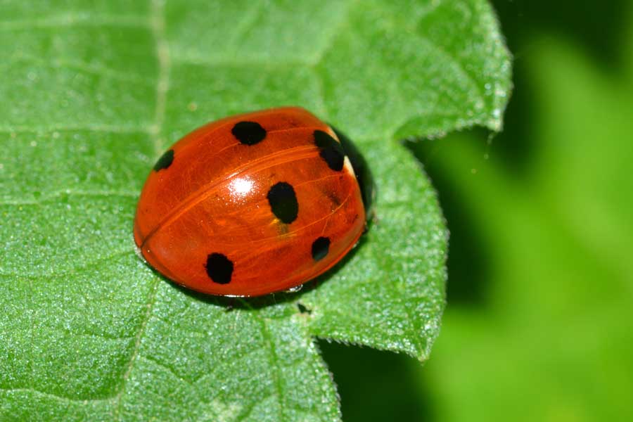 Coccinella septempunctata