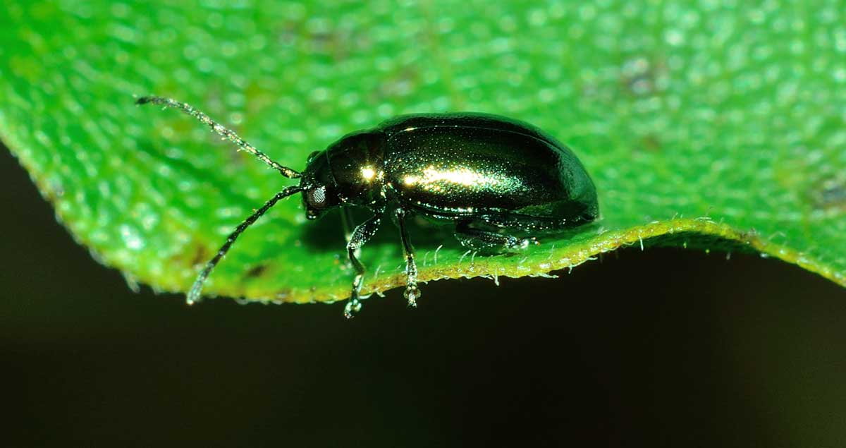 Altica sp. (quercetorum?) Chrysomelidae