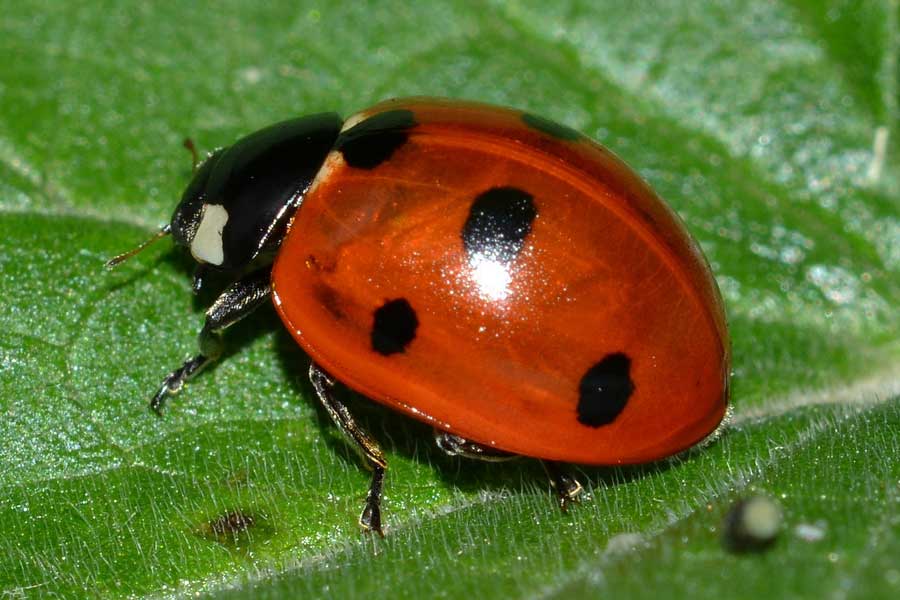 Coccinella septempunctata