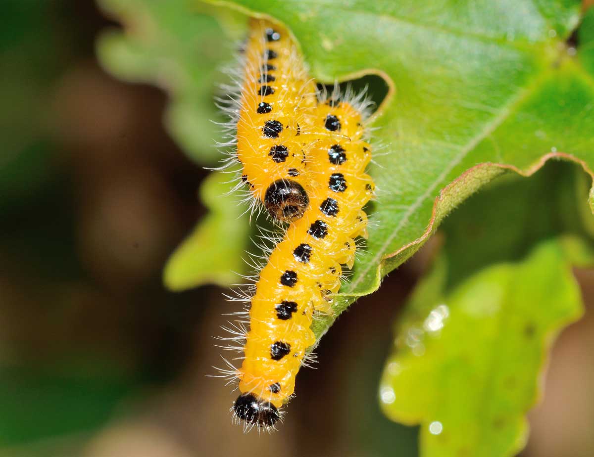Identificazione bruco - Tenthredinidae